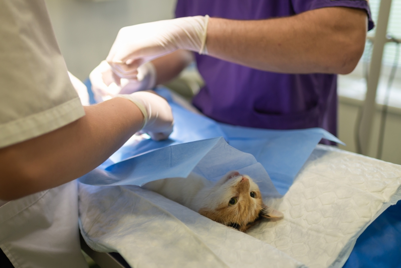 veterinaire-LA TURBIE-min_health-4385852